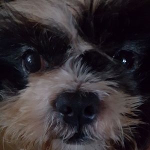 My Shih Tzu Tux!